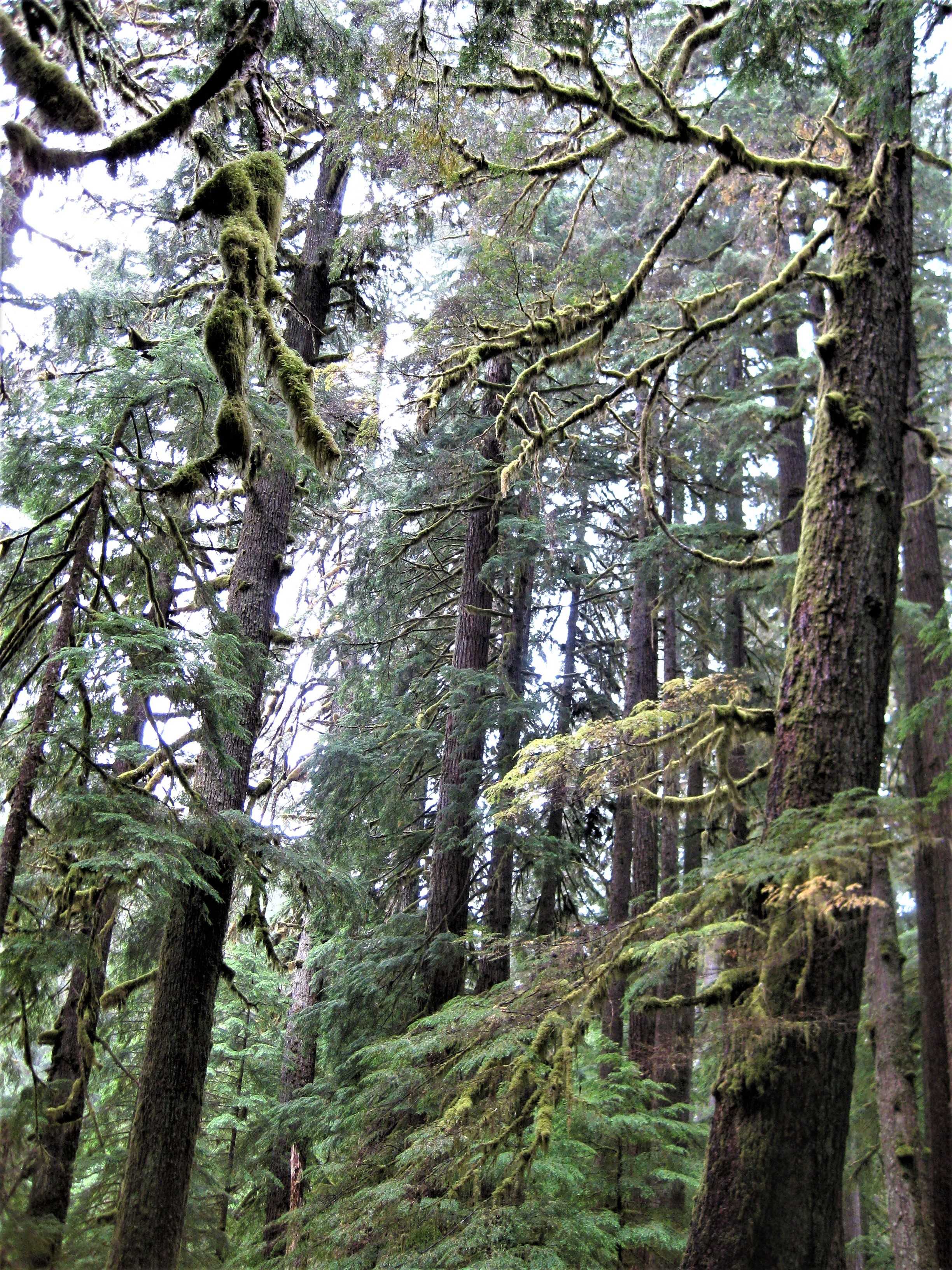 Olympic NP